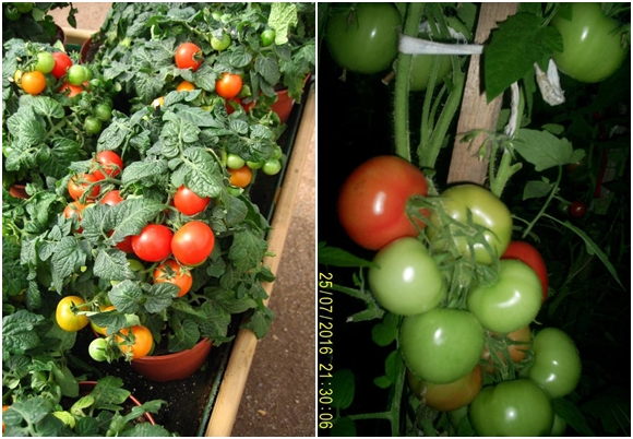 the appearance of the tomato indoor surprise