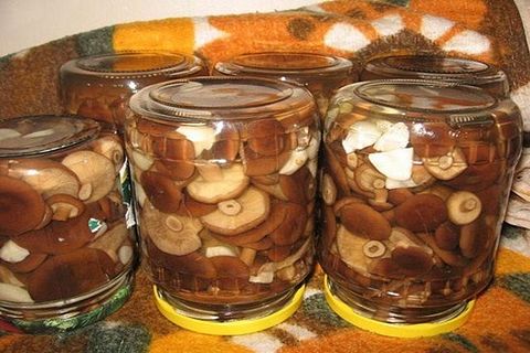 mushrooms in jars