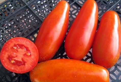 Tomate Mamin Sibiryak sur la table