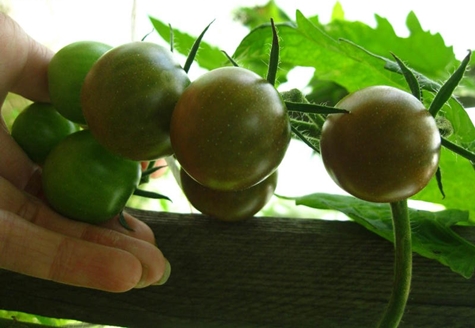 tomato bushes Curiosity