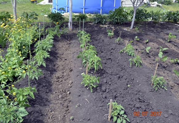 huerta con tomates