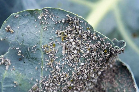 Whitefly on cabbage