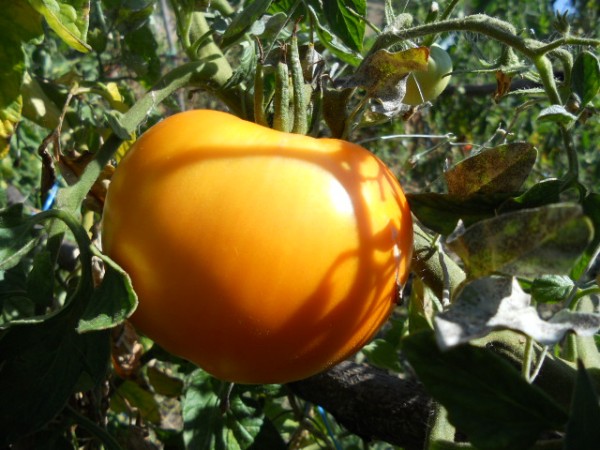 tomato bushes Monastic Meal