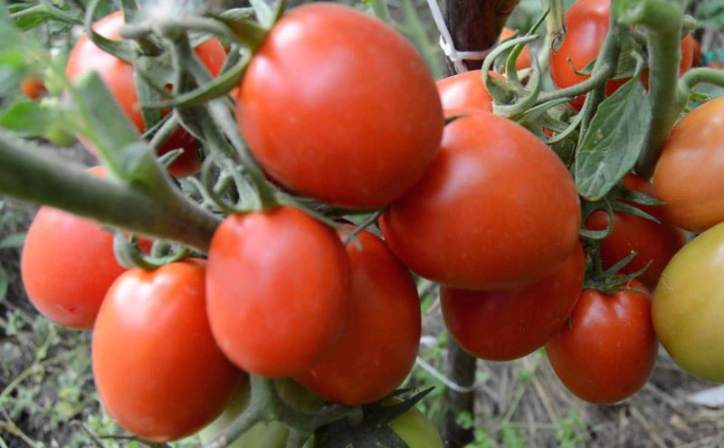 la culture de la tomate