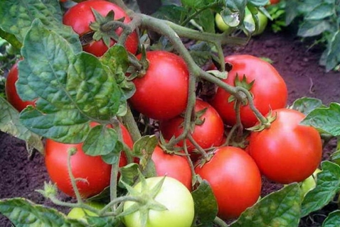 famille de buissons de tomates