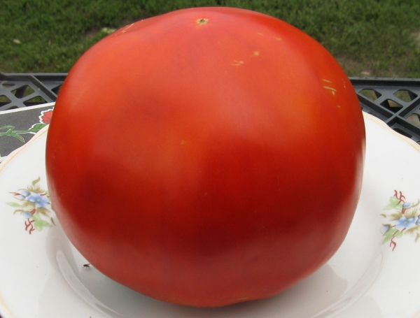 Tomate rouge géant sur une assiette