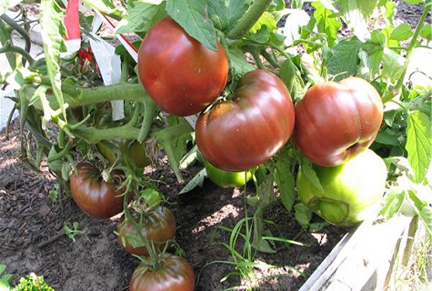 tomate fruta sandía