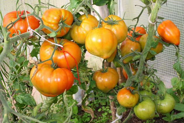 arbustes de tomates zhenechka