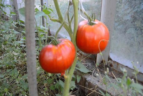 tomate en una rama