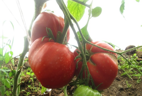 dew on tomatoes