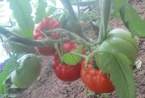 tomate dans la verdure