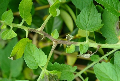 tomato leaves