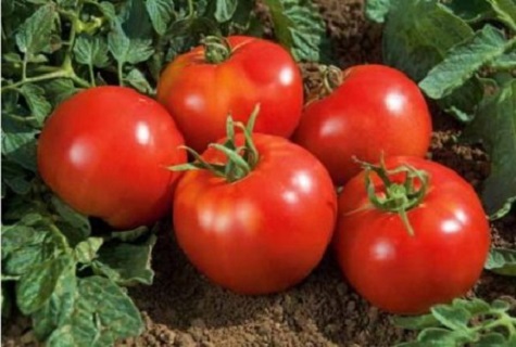 tomato on the ground