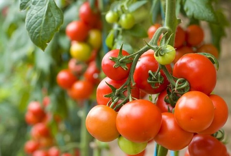 frutos de tomates