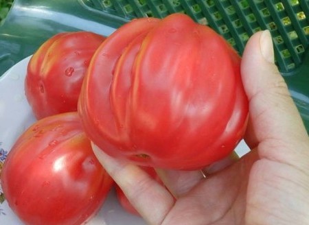 buah merah jambu tomato