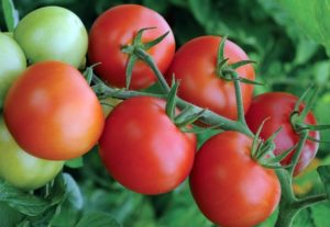 Características y descripción de la variedad, rendimiento y cultivo de tomate Moneymaker