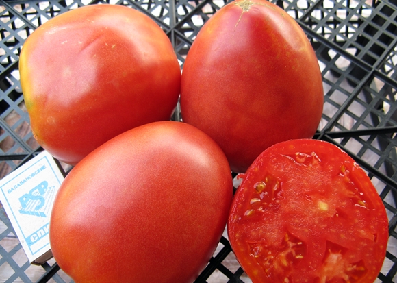 penampilan tomato nastenka