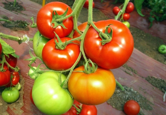 tomato bushes Red red F1