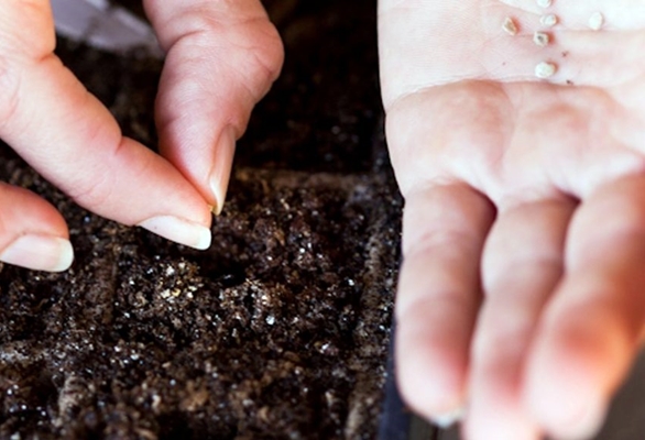 sowing tomato seeds