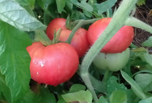 Ciri dan keterangan mengenai varieti tomato gergasi merah jambu, hasilnya