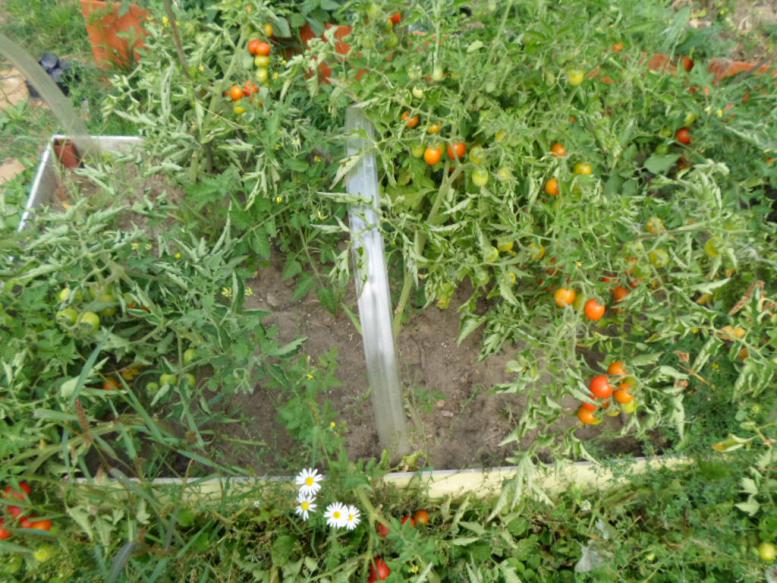 tomates dans le sol