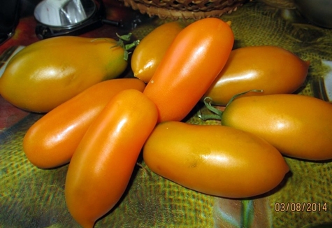 apparence de poisson rouge à la tomate