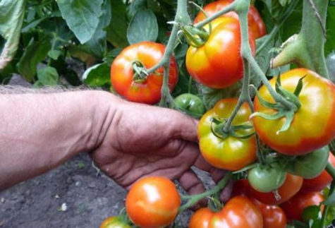 tomato bushes labrador