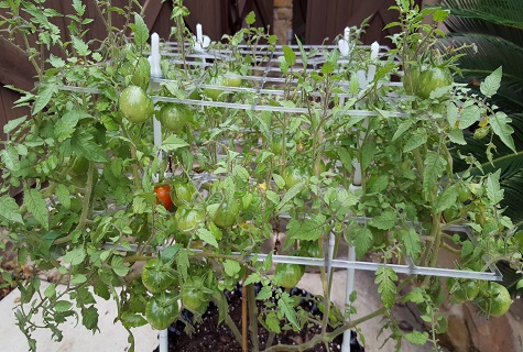 variété de brousse Tomato Pink Magic f1