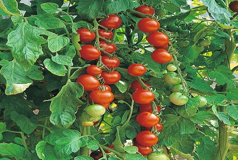 une branche de tomates