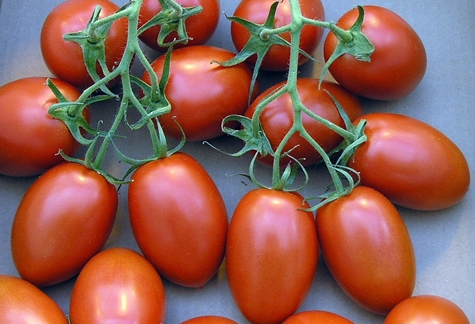 Buissons de tomates Roma