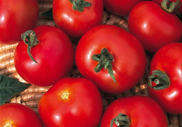 l'apparence du faiseur d'argent de tomates