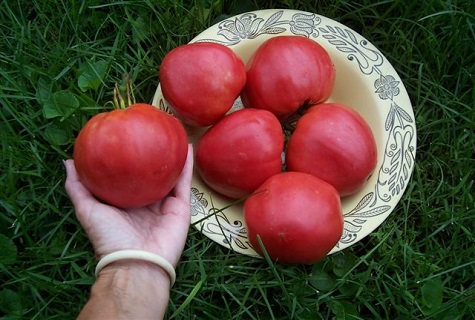 tomato in hand