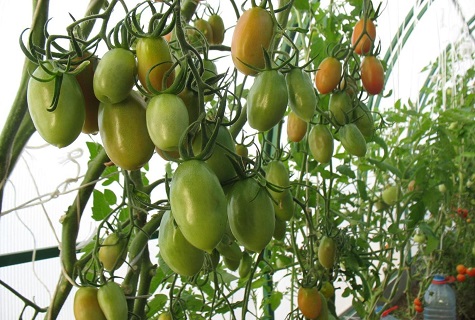 tomates vertes