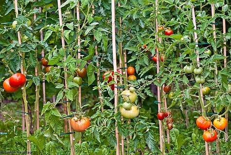 tomates attachées