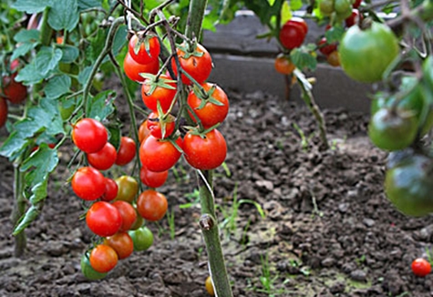 la dent sucrée des buissons de tomates