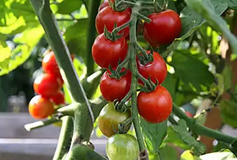 sweet tooth tomato in the open field