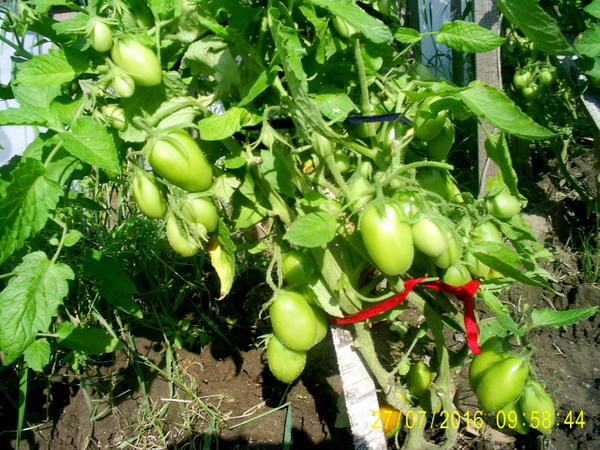 Surprise intérieure de tomates