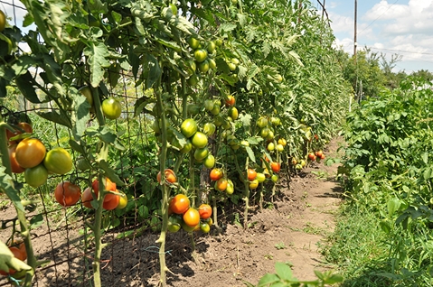 enrejado para tomates