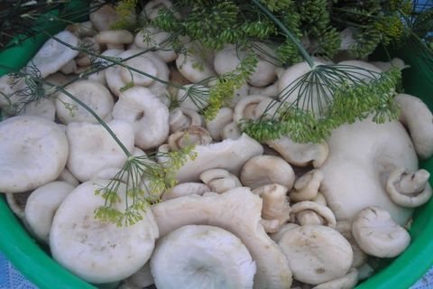 mushrooms in dill