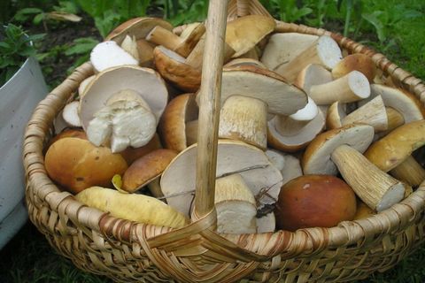 champignons porcini dans un panier