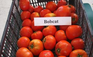 Ciri-ciri dan keterangan mengenai varieti tomato Bobkat, hasilnya