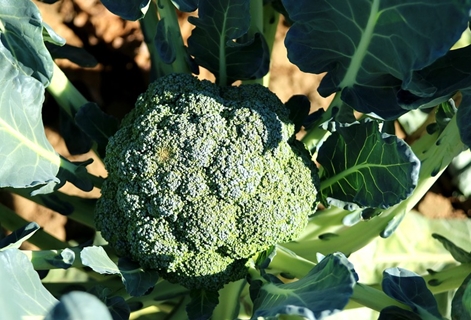 brocoli de plein champ