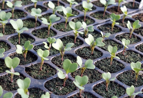 plants de brocoli