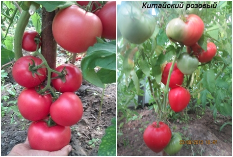 tomate chino rosa en campo abierto