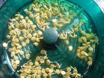 seed germination