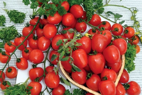 strawberry tomato bushes