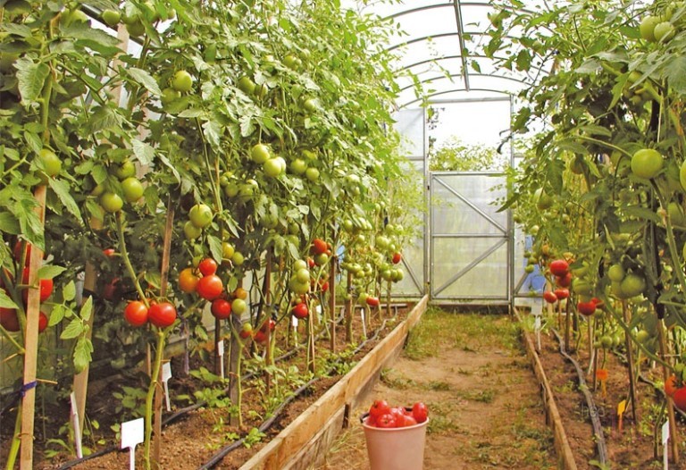 tomatoes in the greenhouse