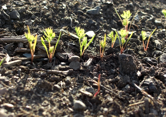 plántulas de zanahorias