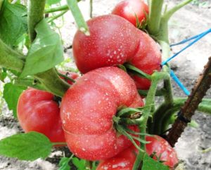 Karakteristik dan penerangan tentang pelbagai jenis tomato keajaiban Raspberry, hasilnya