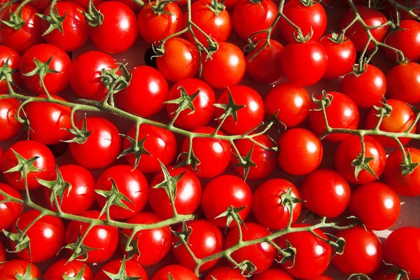 cherry variety